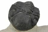Partially Enrolled Reedops Trilobite - Aatchana, Morocco #235814-2